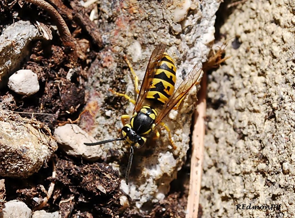Vespula germanica